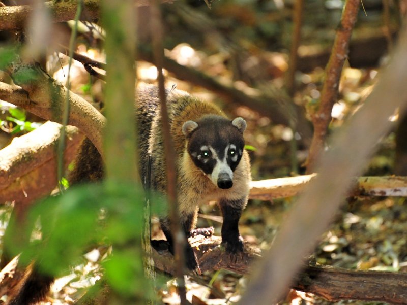 Coati in Carara NP