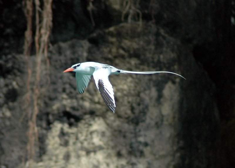 Red-billed Tropicbird