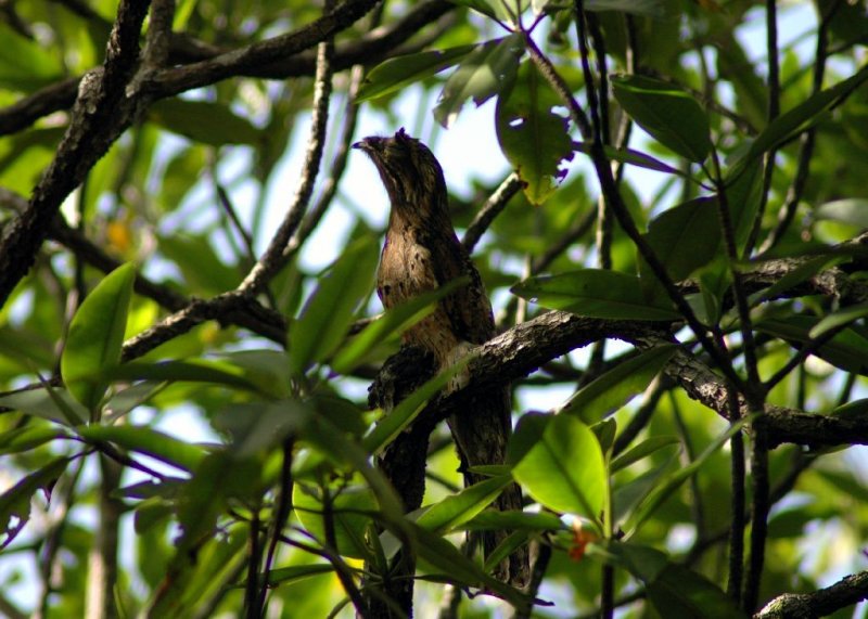 Common Potoo