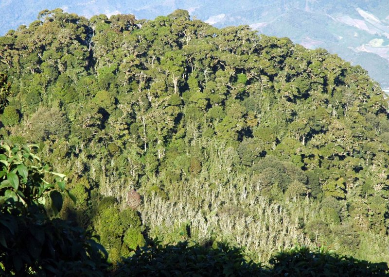 Cloud Forest2