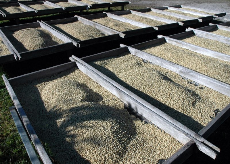 Finca Hartmann coffee3