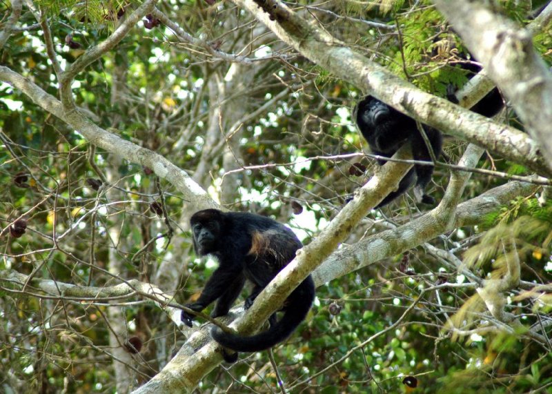 Howler Monkeys