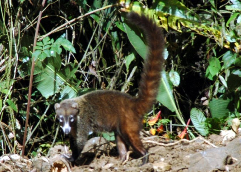 Coati