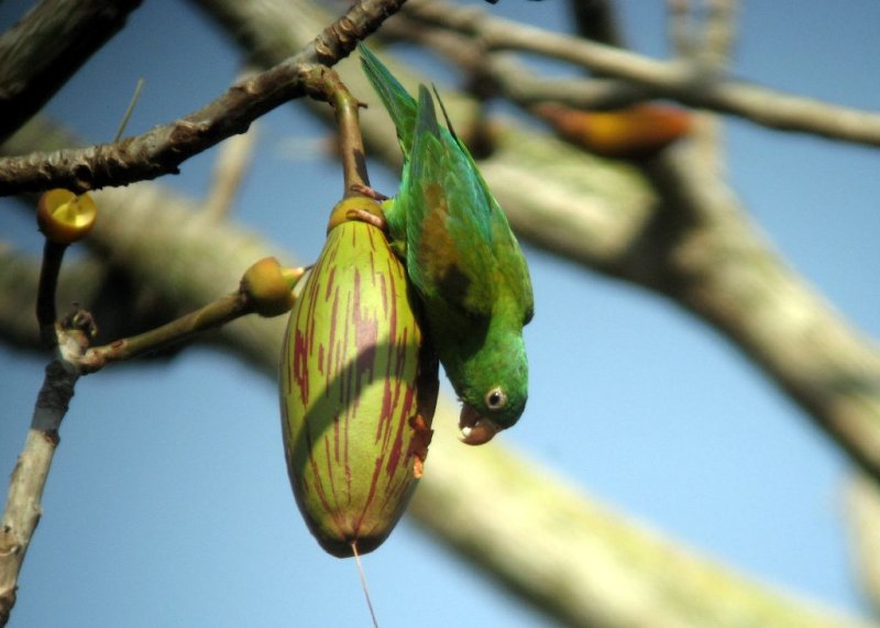 Orange-chinned Parakeet