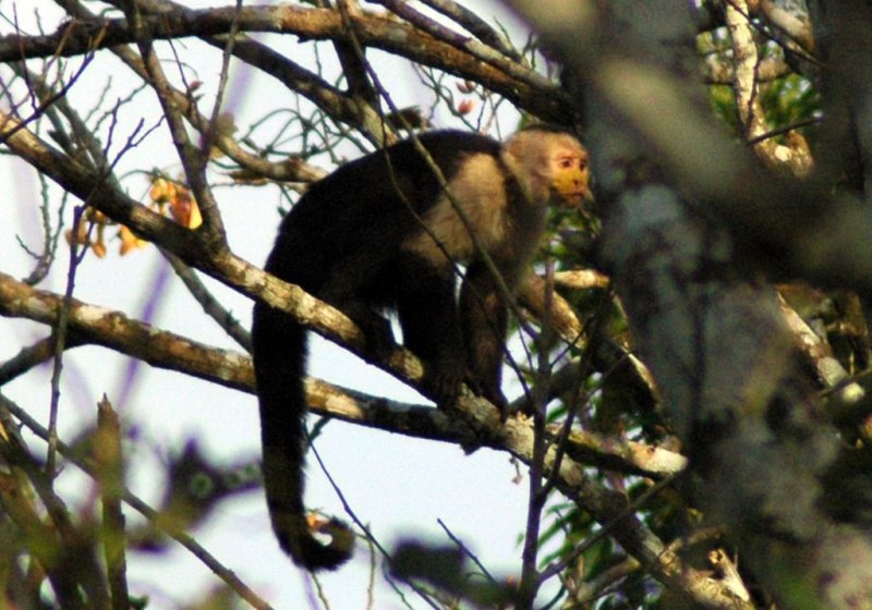 White-faced capuchin