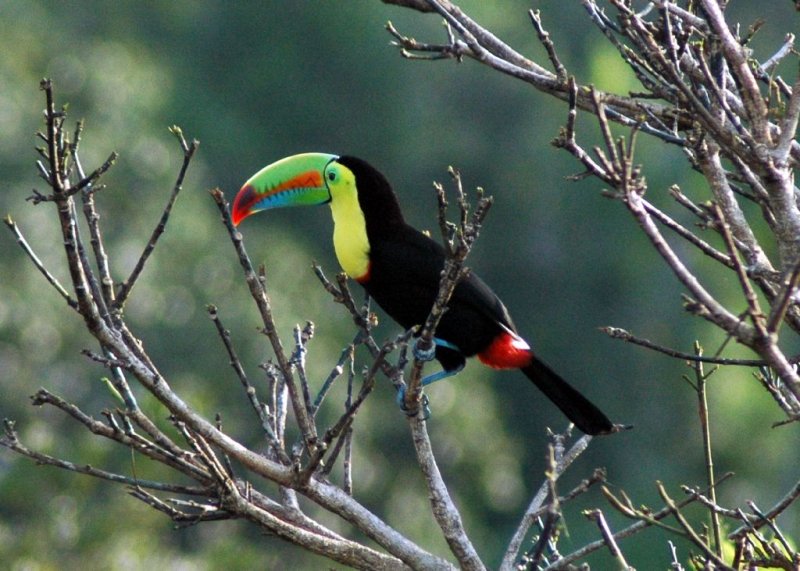 Keel-billed Toucan