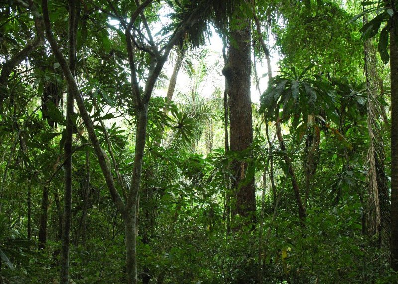 Rain Forest