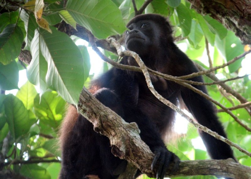 Howler Monkey2