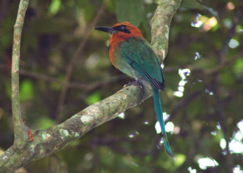 Broad-billed Motmot
