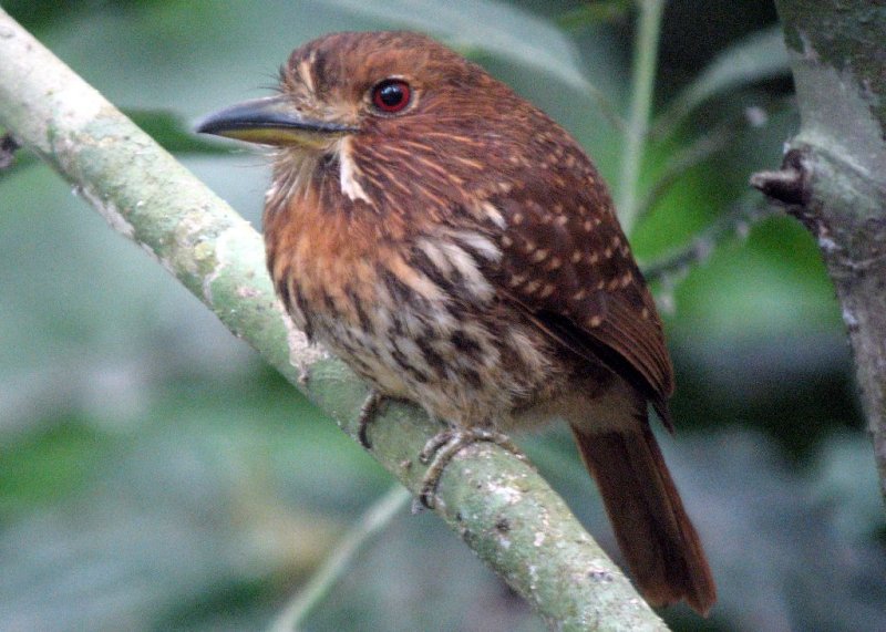 White-whiskered puffbird