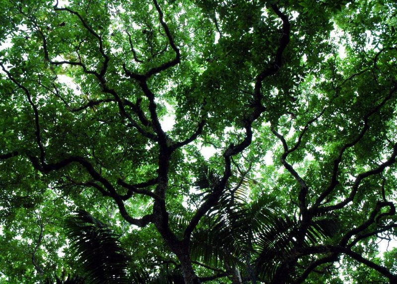 Forest Canopy