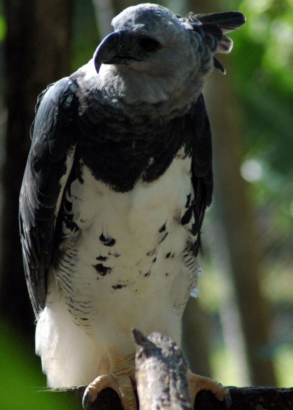 Harpy Eagle