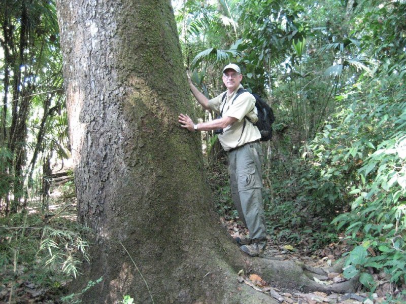 Metropolitan Park Tree