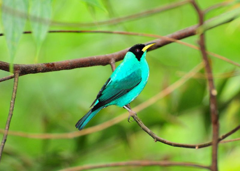 Green Honeycreeper1