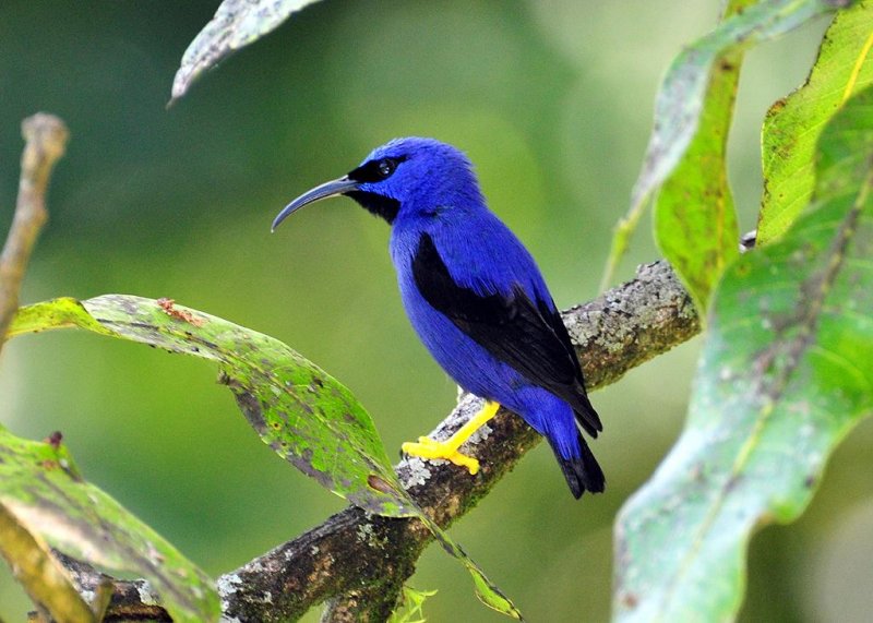 Purple Honeycreeper2