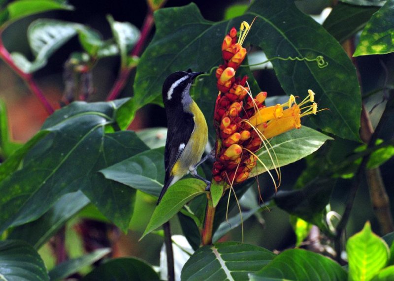 Bananaquit1