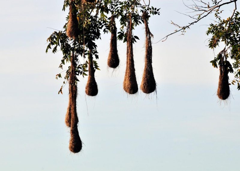Oropendola nests