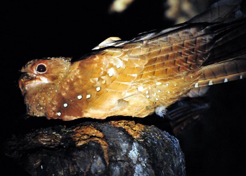 Oilbird