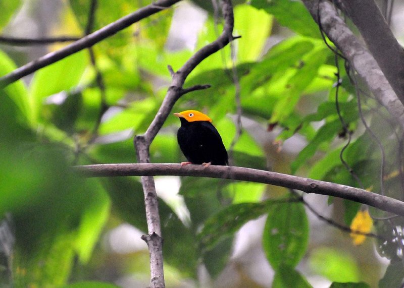 Golden-headed Manakin