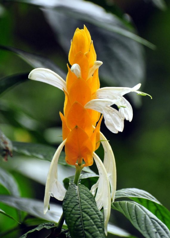 Shrimp Plant