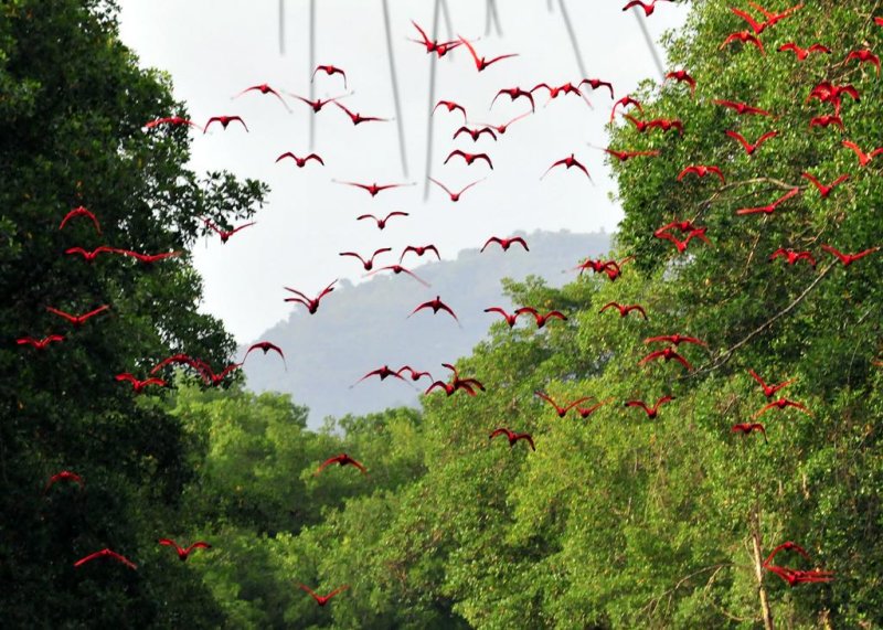 Scarlet Ibis1