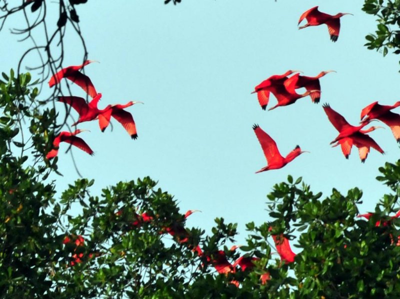 Scarlet Ibis3