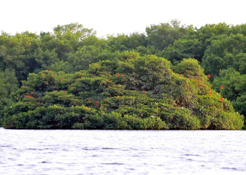Scarlet Ibis4