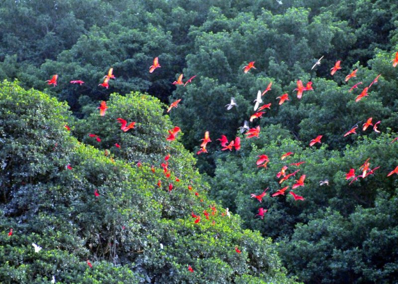 Scarlet Ibis5