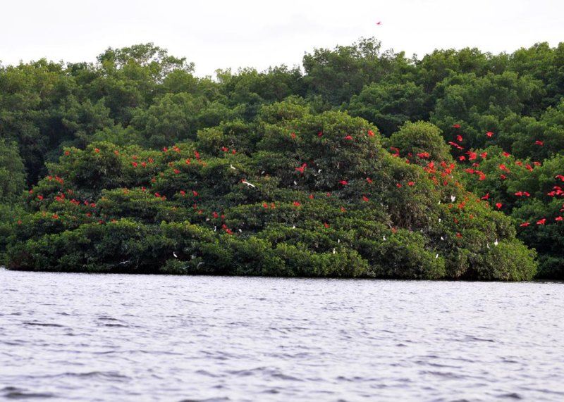 Scarlet Ibis6
