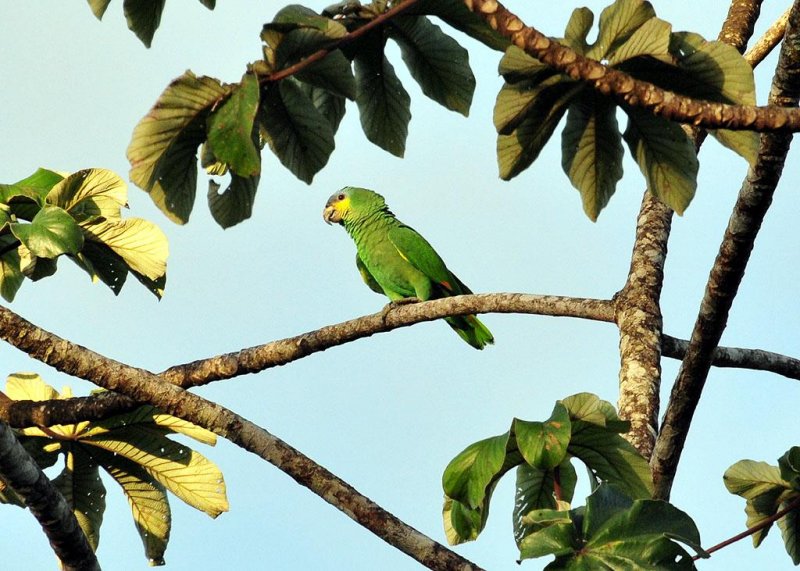 Orange-winged parrot