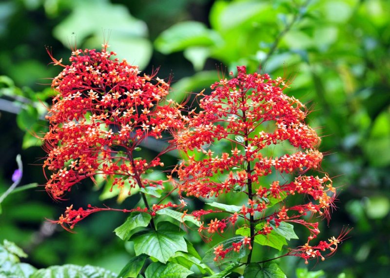 Flowers3