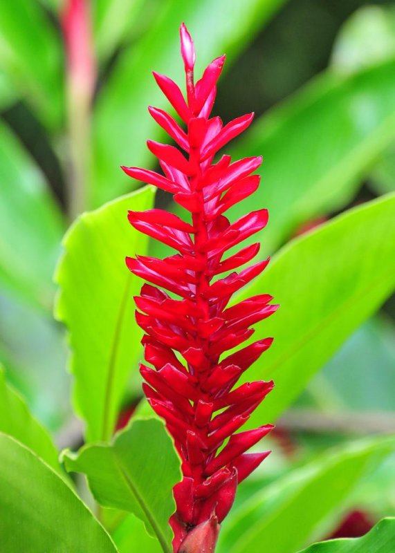 Wild Ginger