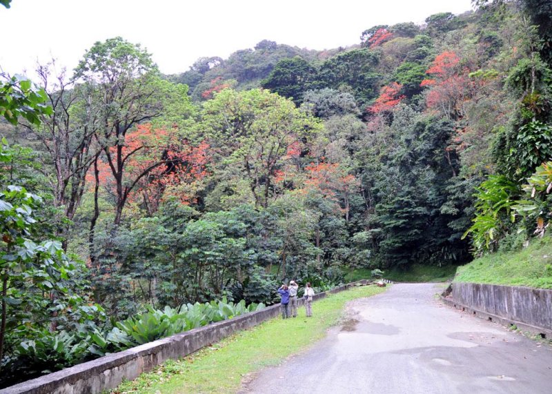 Main Ridge Forest Birding