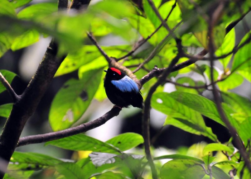 Blue-backed Manakin