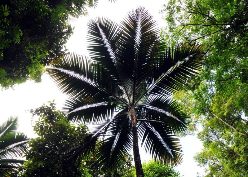 Main Ridge Forest Palm2