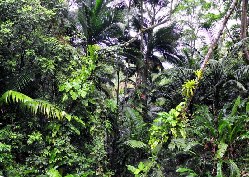 Jungle View