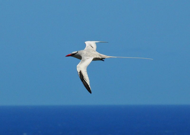 Red-billed Tropicbird2