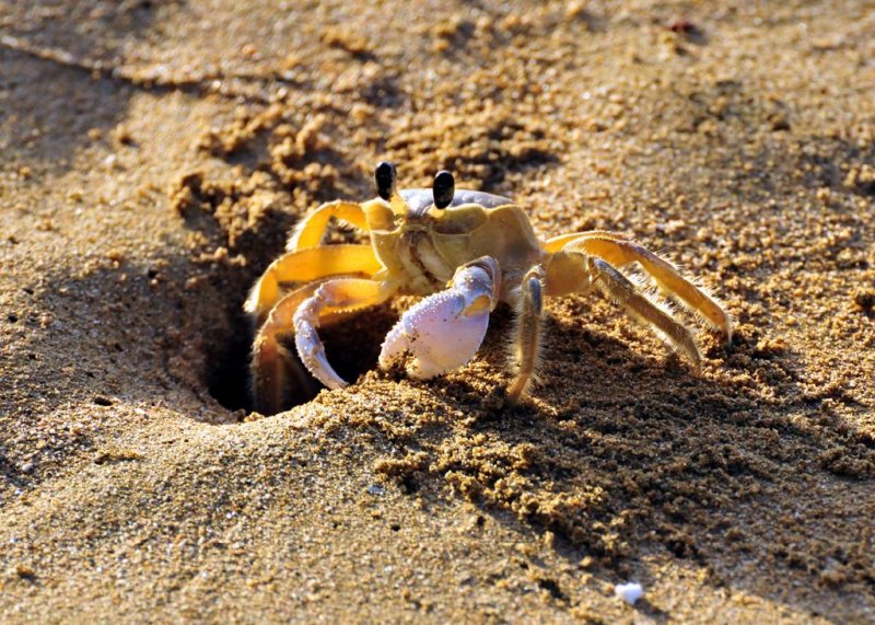 Blue Waters Crab