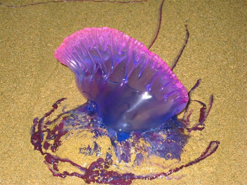 Portugese Man-o-war