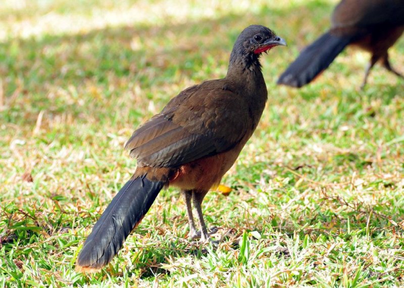 Rufous-vented Chachalaca