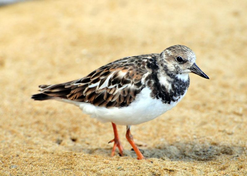 Ruddy Turnstone