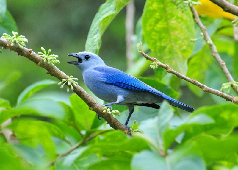 132 Blue-gray Tanager.JPG
