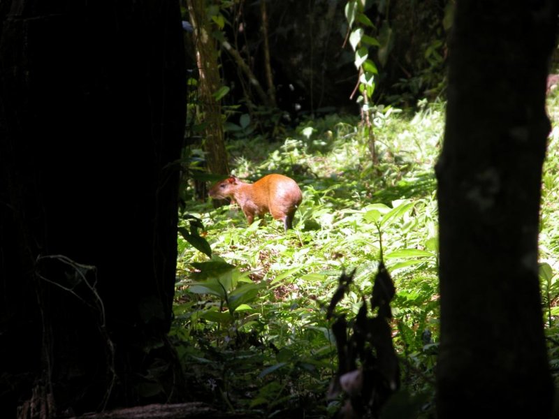 Agouti