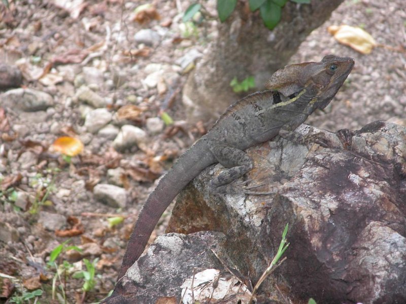 Basilisk