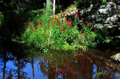 Cardinal flower1.jpg