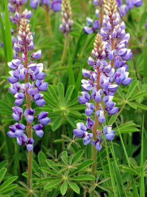 Lupine1.jpg