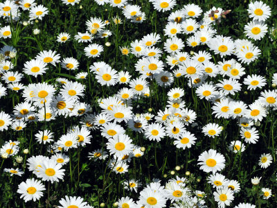 Daisies1.jpg