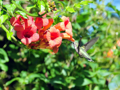 Hummingbird on Trumpet Vine1.jpg