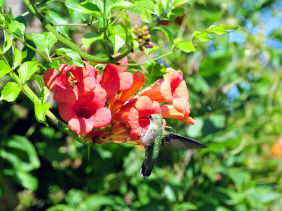 Hummingbird on Trumpet Vine2.JPG