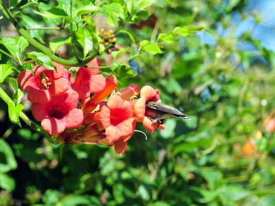 Hummingbird on Trumpet Vine4.JPG